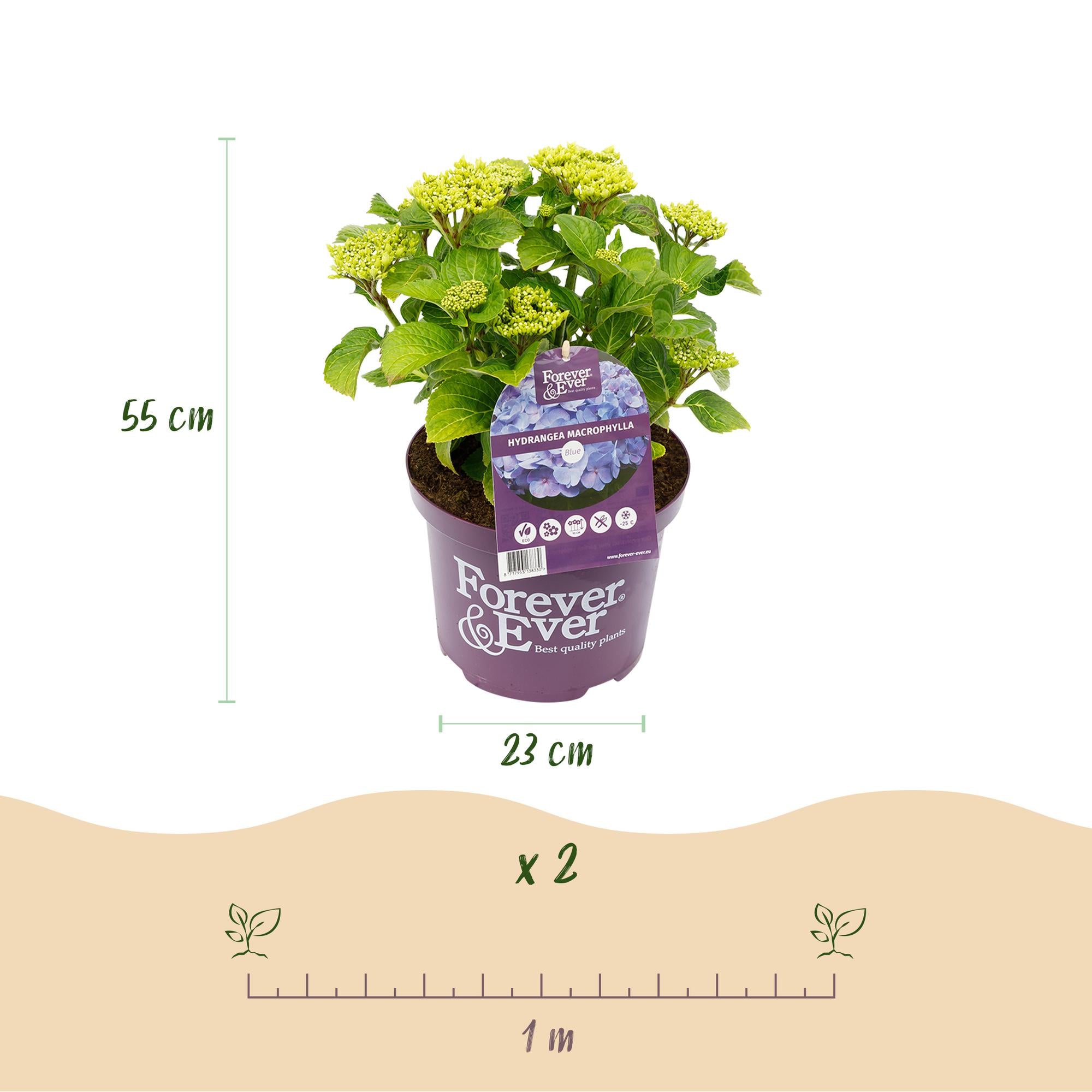 Green boutiQ - Pianta da patio - Ortensia - Hydrangea Forever & Ever - Blu - 7-12 fiori - Vaso 23 cm Altezza 55 cm