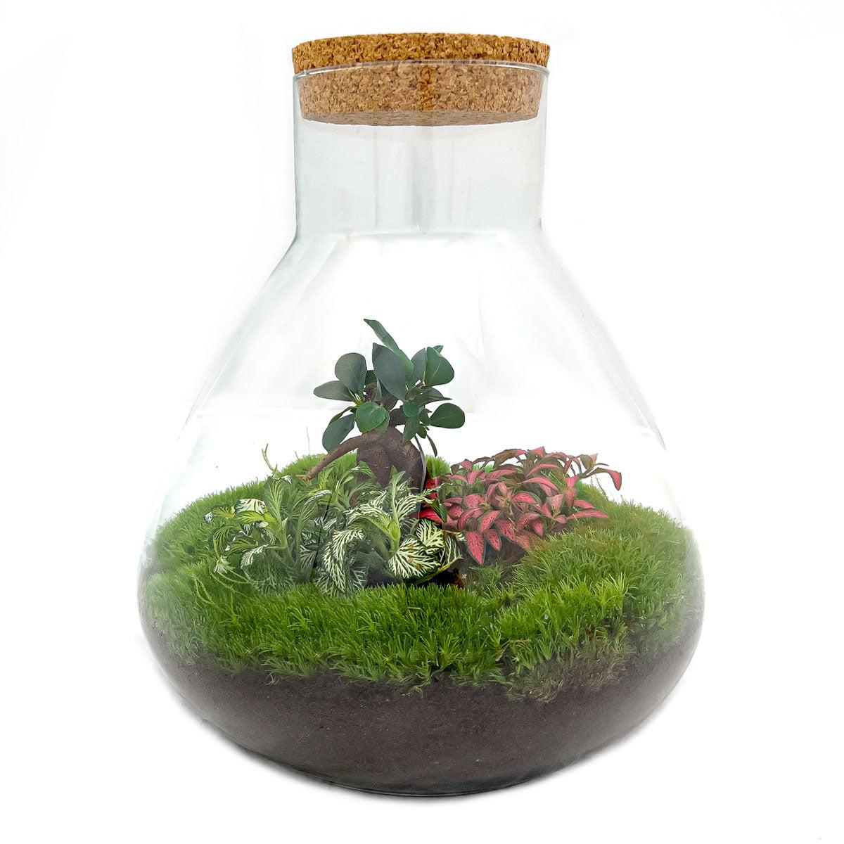 DIY-Terrarium – Sam XL Bonsai – ↕ 35 cm – Normal