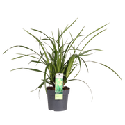 Carex morrowii Irish Green - Ø19cm - ↕40cm - Ø14 - ↨30cm