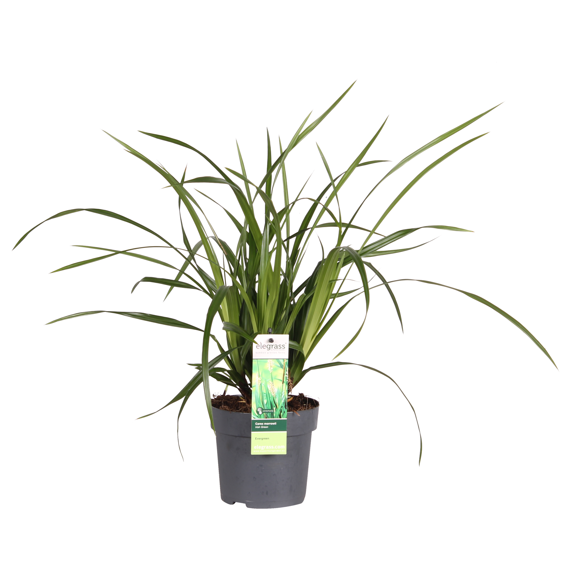Carex morrowii Irish Green - Ø19cm - ↕40cm - Ø14 - ↨30cm