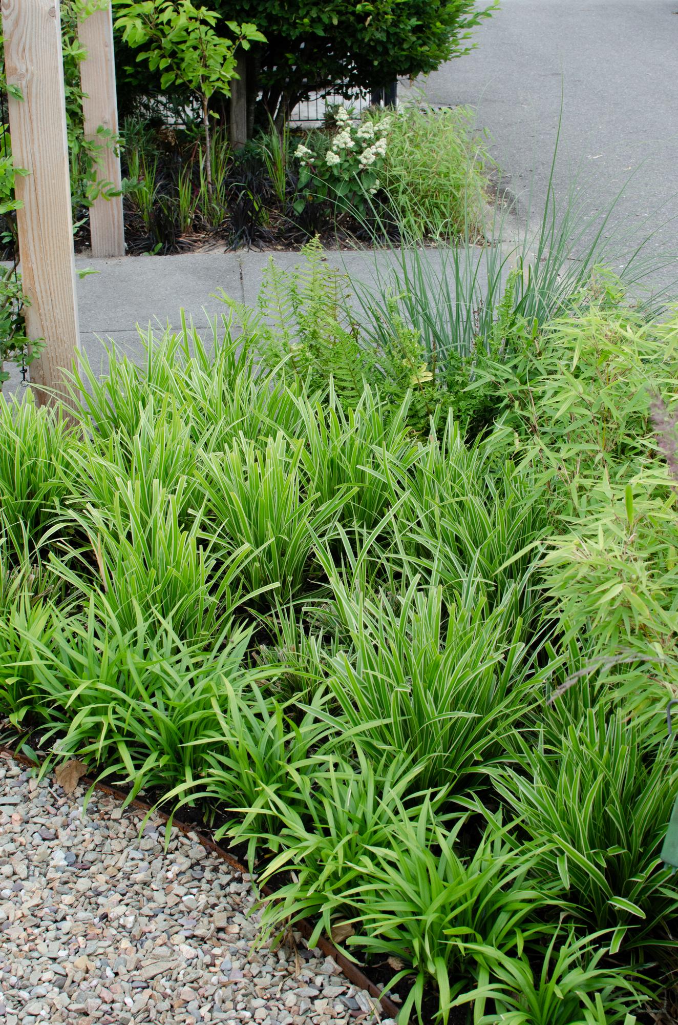 Carex morrowii 'Ice Dance' - Ø14cm - ↕30cm