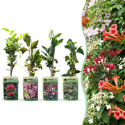 Klimplanten Rainbow Courfull - Regenboog klimplant 12x - Licht Roze - Wit - Paars - Klimplant - Ø9cm - ↕35cm