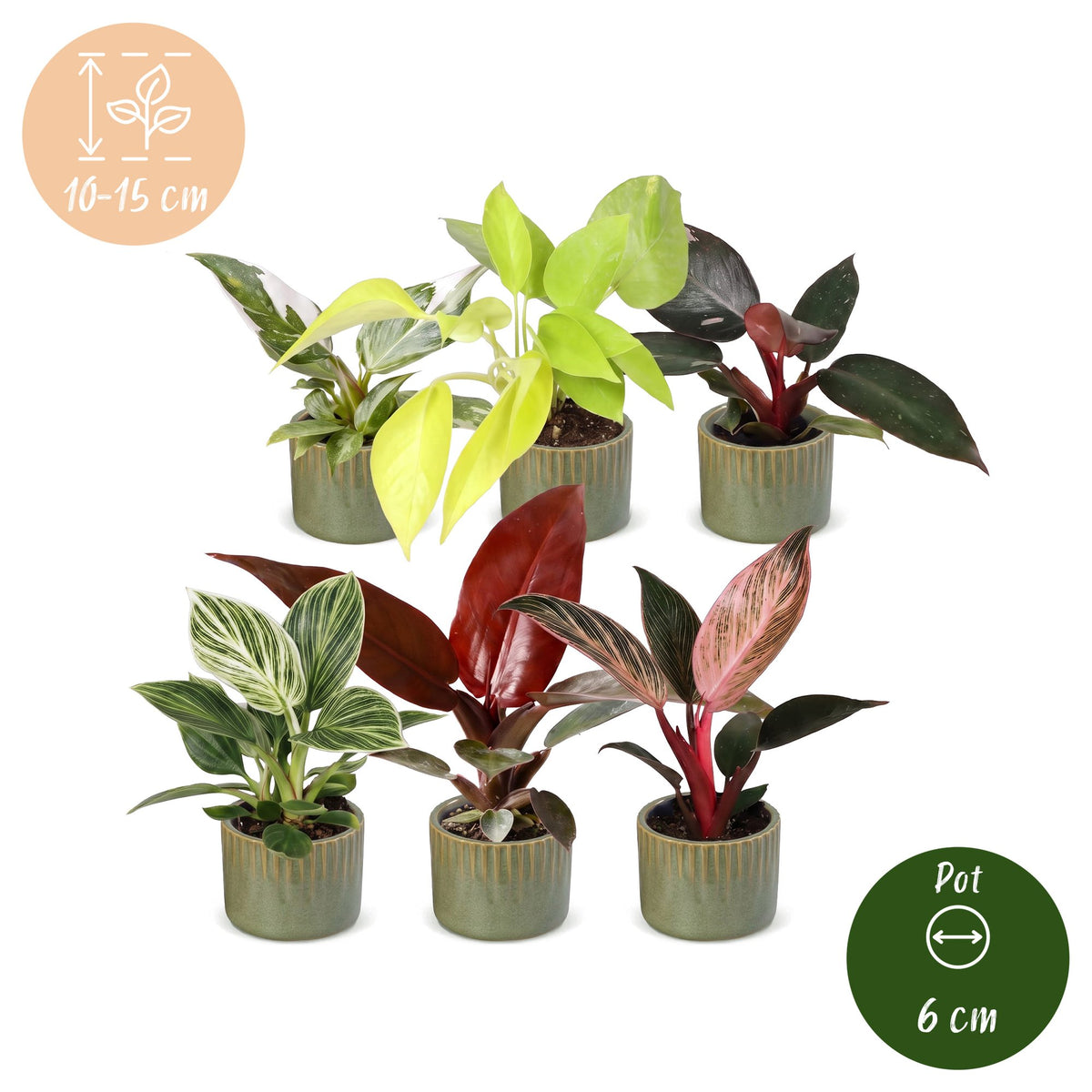 Baby Philodendron Family 6x - Wit - Roze - Geel - Groen - Rood - Tropisch - incl. Linnea Olive - Ø6cm - ↕10-15cm