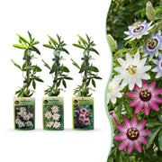 Passiflora Tricolour - Driekleurige passiebloem 12x - Wit - Paars - Roze - Klimplant - Ø9cm - ↕35cm