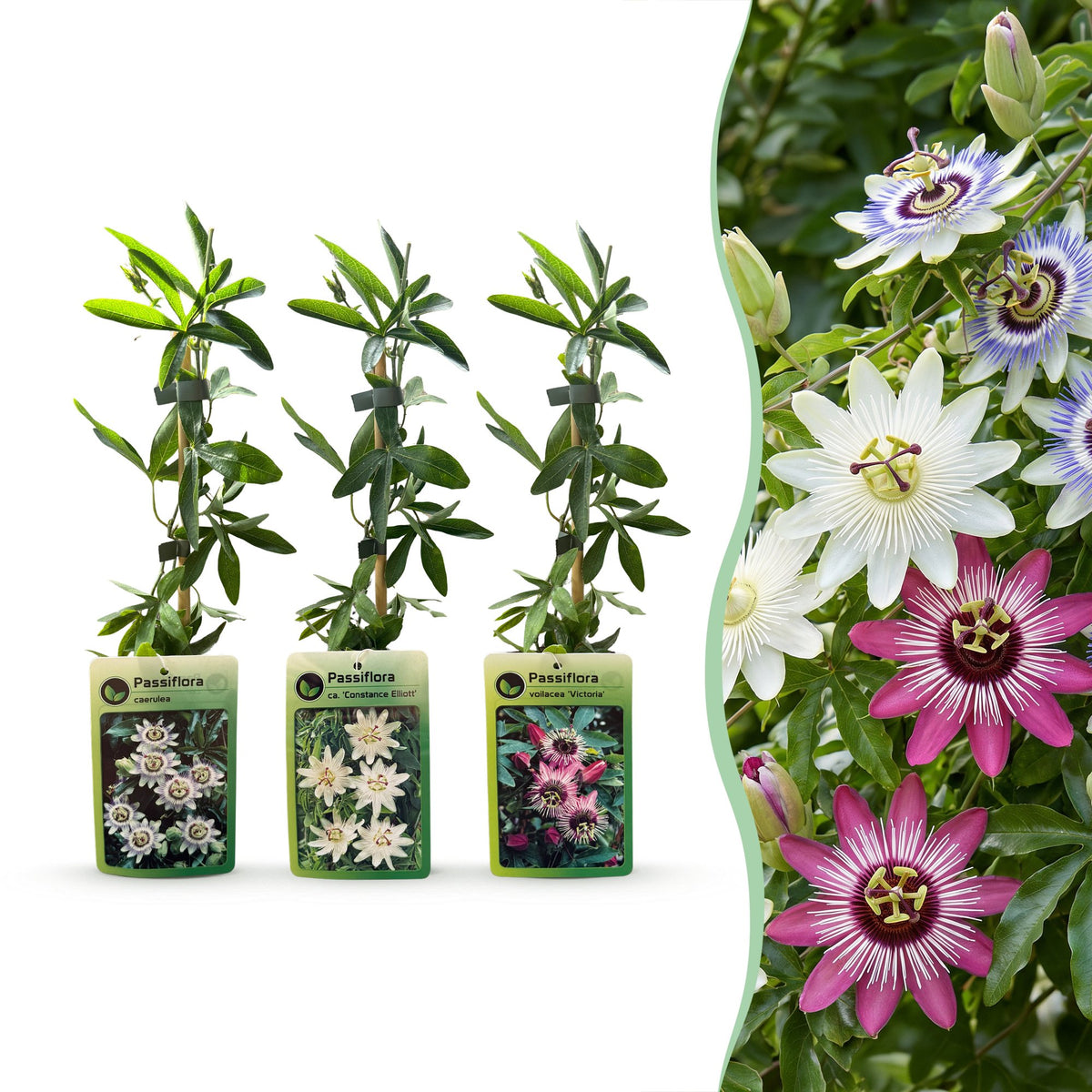Passiflora Tricolour - Driekleurige passiebloem 12x - Wit - Paars - Roze - Klimplant - Ø9cm - ↕35cm