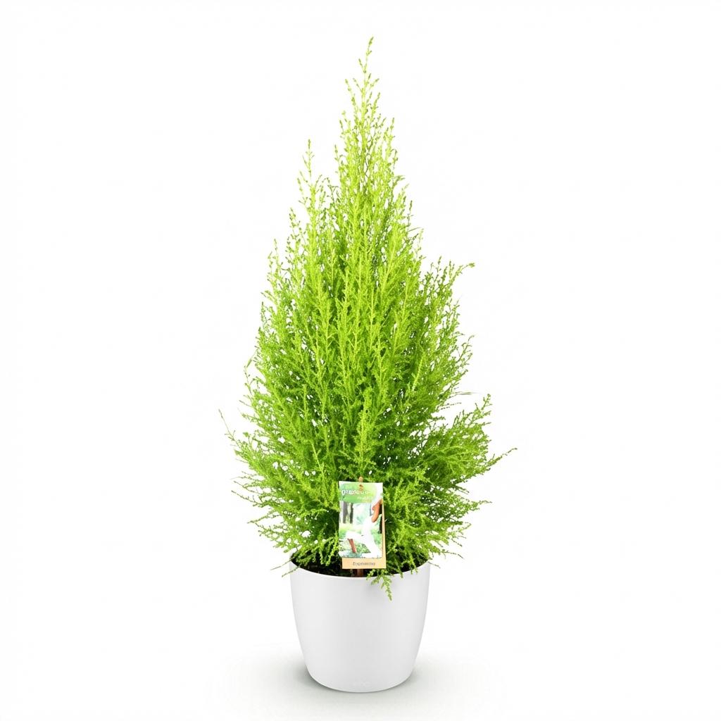 Cupressus Gold Crest Wilma - Kamer conifeer - met Potter Wit - Pot 21cm - Hoogte 85-95cm