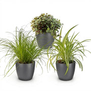 Plantenbox - Cyperus - Calissia - Chlorophytum - Mix van 3 - Huisdiervriendelijke Planten - Groen - 3 Planten - met Potter Grijs - Pot 12cm - Hoogte 20cm