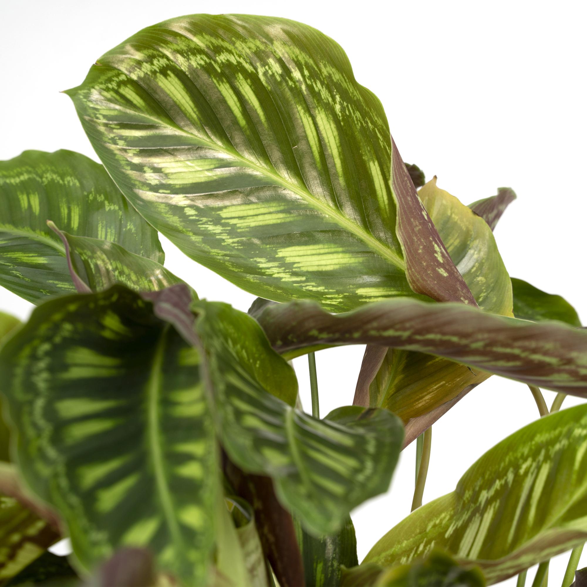 Calathea Flamestar – Pfauenblume – Ø 19 cm – ↕ 75 cm