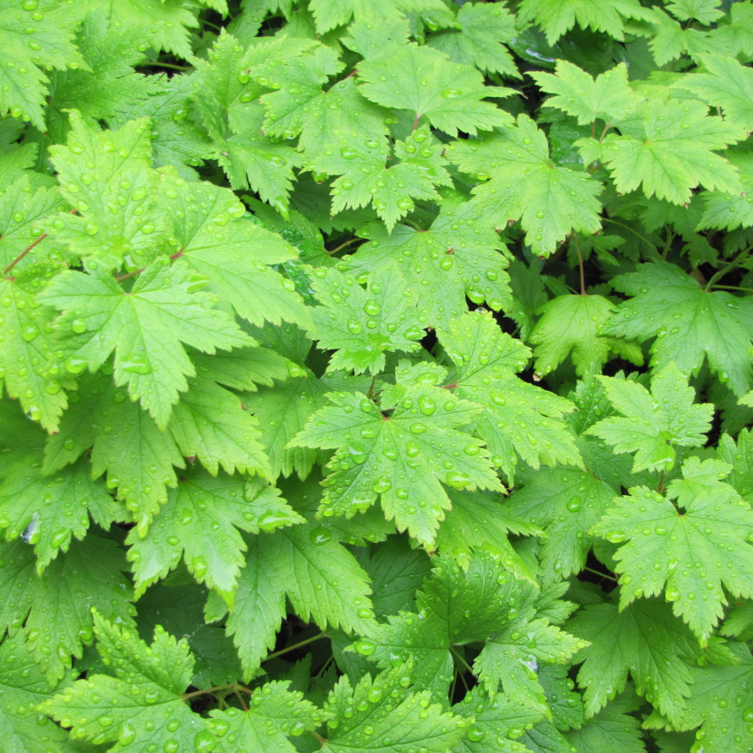12x Tiarella cordifolia - ↕10-25cm - Ø9cm