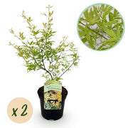 Green boutiQ - Pianta da patio - Acero giapponese - Acer palmatum Methamorphosa - Verde - 2 piante - Decidua - Vaso 19 cm Altezza 70 cm