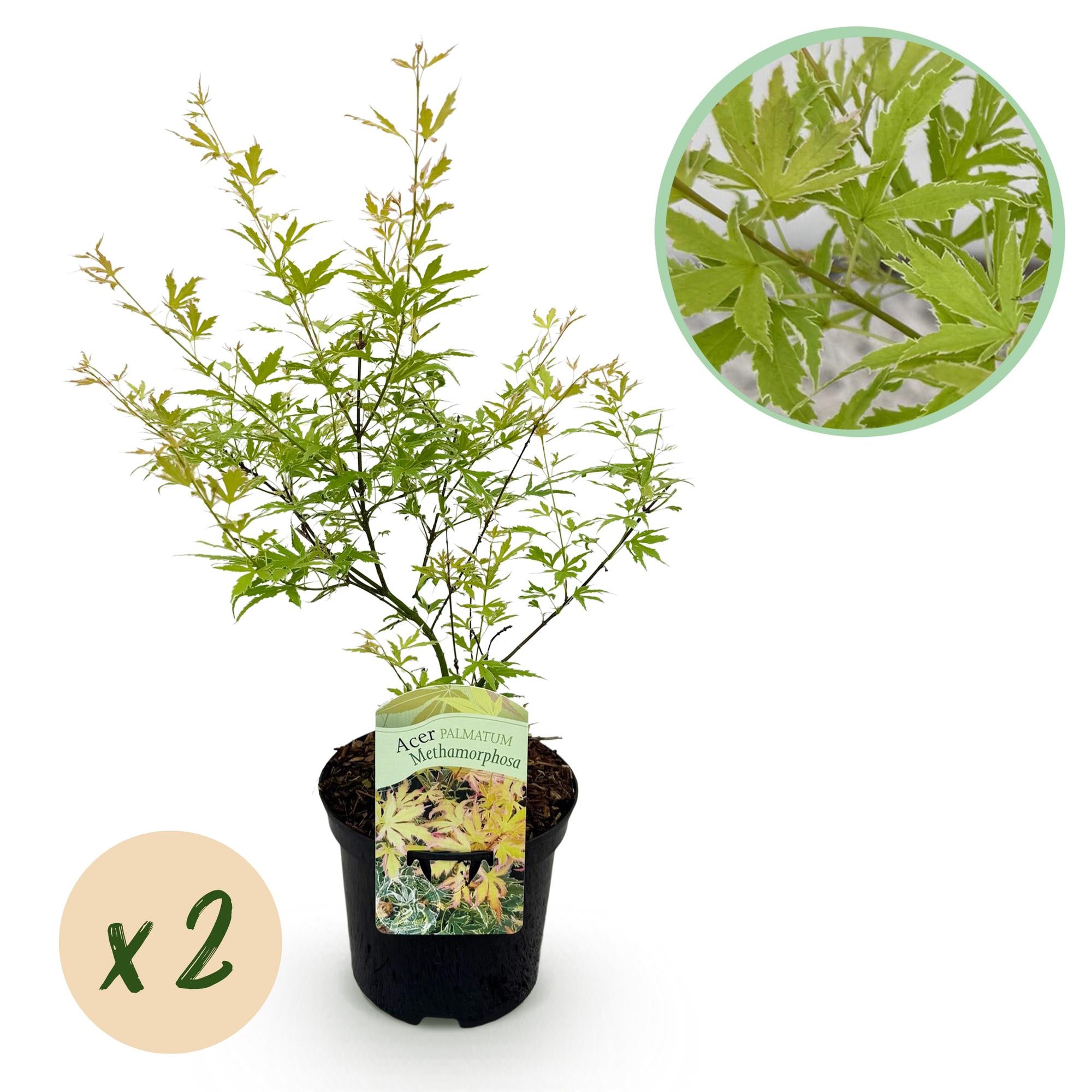 Green boutiQ - Pianta da patio - Acero giapponese - Acer palmatum Methamorphosa - Verde - 2 piante - Decidua - Vaso 19 cm Altezza 70 cm