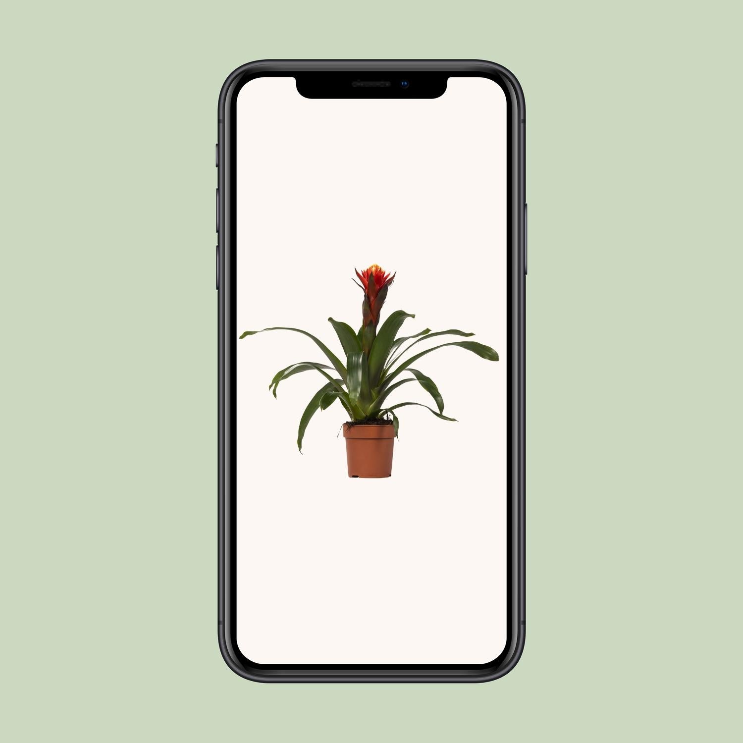 Bonheur Guzmania - Ø12 ↕45