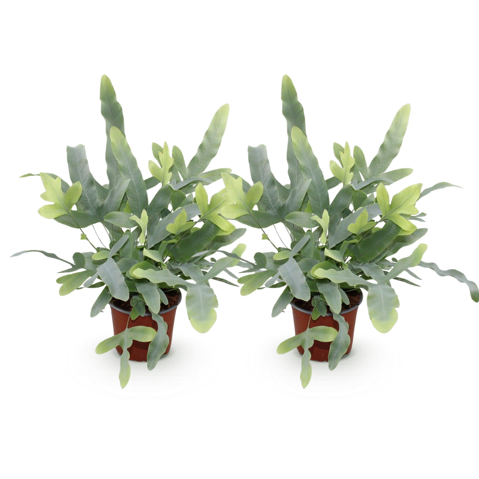 Phlebodium aureum Blue Star - Blauwe Varen - Huisdiervriendelijk - Blauw - 2 Planten - Pot 12cm - Hoogte 25-30cm