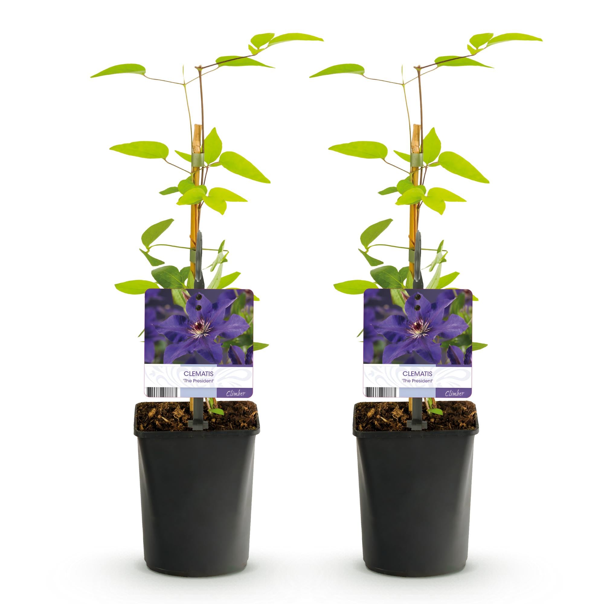 Green boutiQ – Kletterpflanze – Clematis 'The President' – Blüte: Rosa – Pflegeleicht – 2 Pflanzen – Topf: 11 cm, Höhe: 40 cm