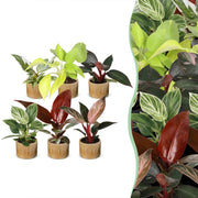 Baby Philodendron Family 6x - Wit - Roze - Geel - Groen - Rood - Tropisch - incl. Linnea Honey - Ø6cm - ↕10-15cm