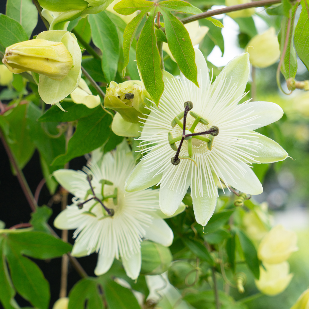 Passiflora caerulea 'Constance Elliott' – P9-Topf – elegante, weißblühende Passionsblume (3 Stück)