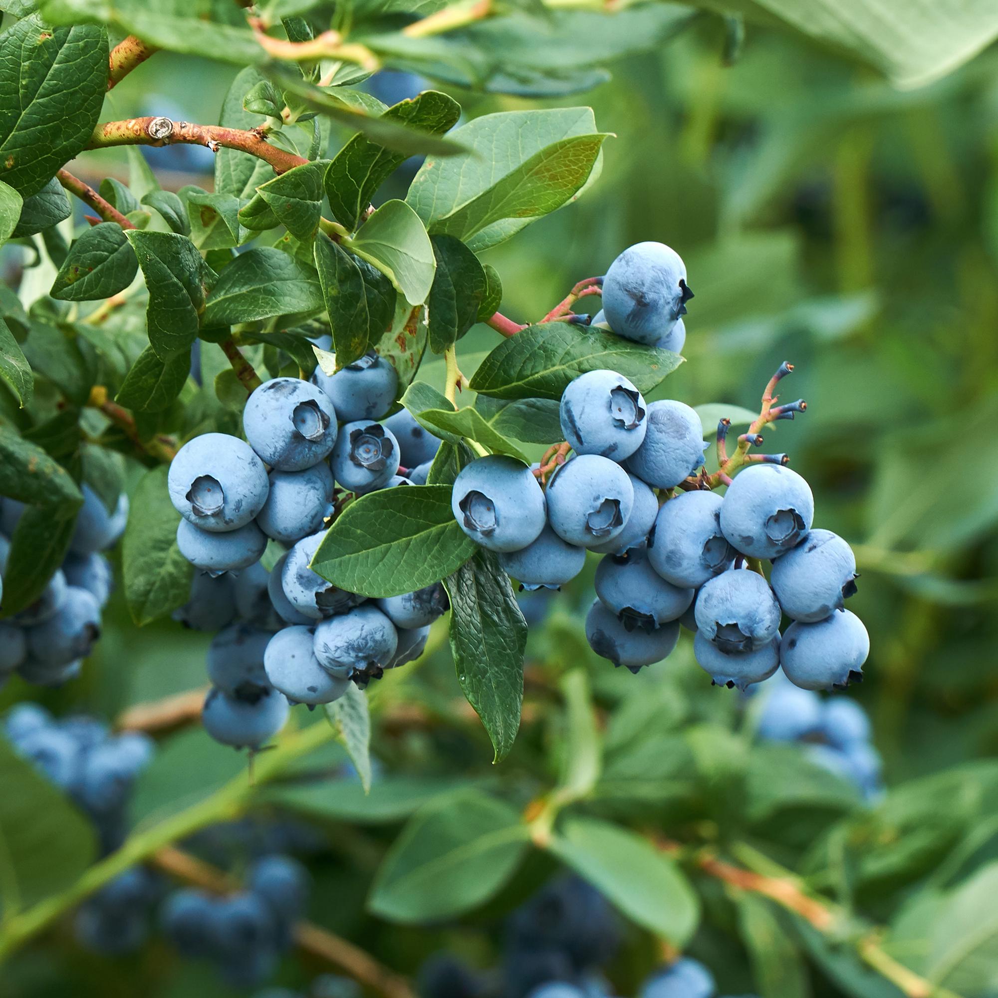 Bosbes -  Vaccinium corymbosum Goldtraube -  Blauwe bes - Doornloos - 2 planten -  Pot 11cm Hoogte 40cm