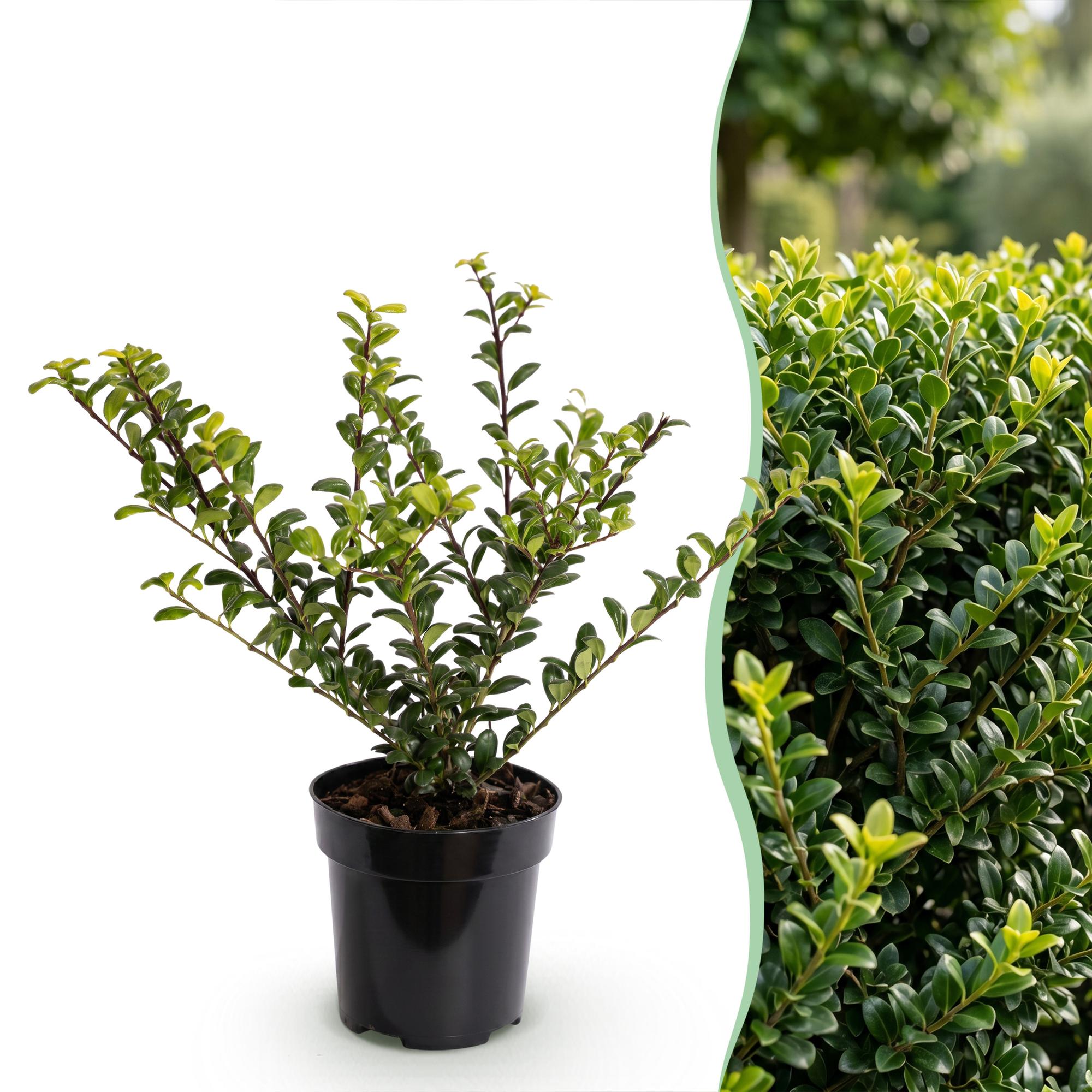 Ilex crenata Golden Gem - 16x Japanse Hulst - Haagplanten - Groenblijvend - Geel - Pot 9cm - Hoogte 20-30cm