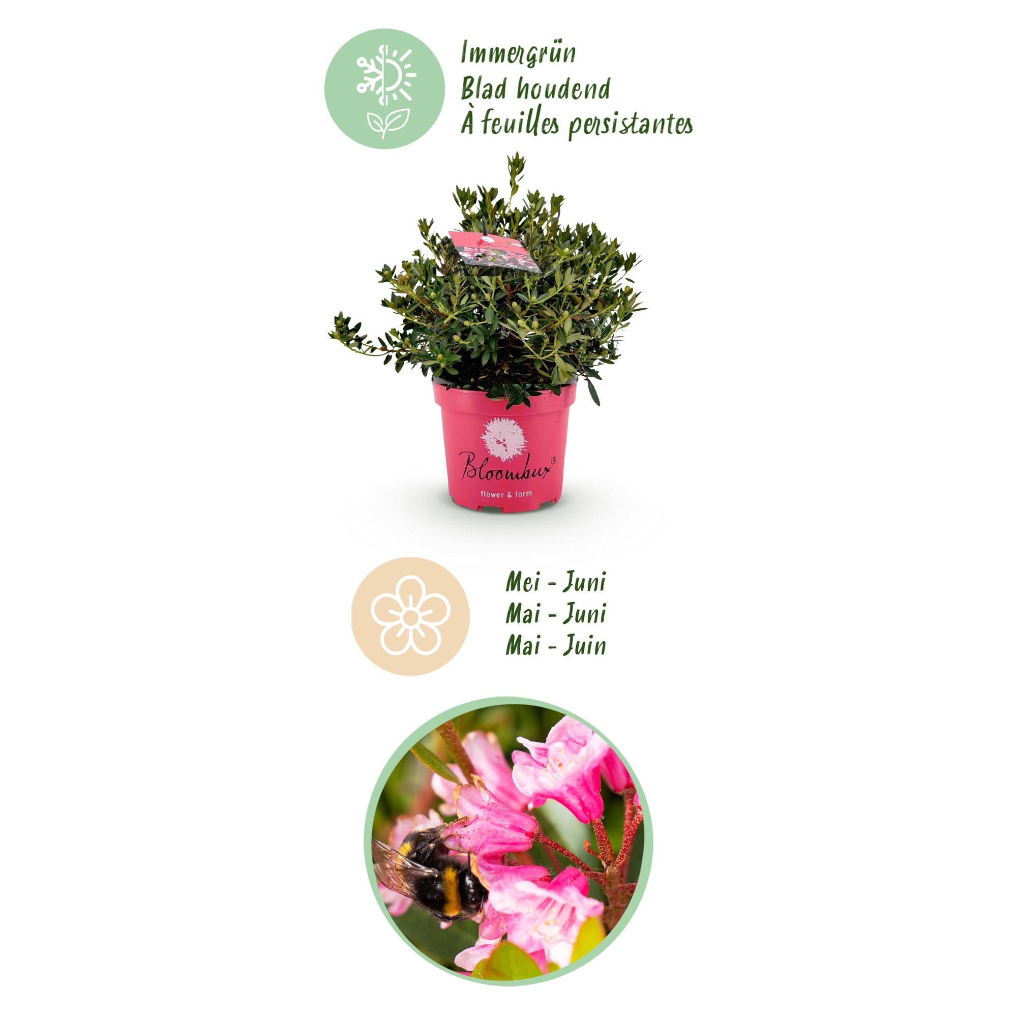 Dwerg Rhododendron - Rhododendron Bloombux Magenta - Bloeiende Buxus - Weinig Onderhoud - Roze Bloem - 1 Plant - Pot 23cm - Hoogte 45-55cm