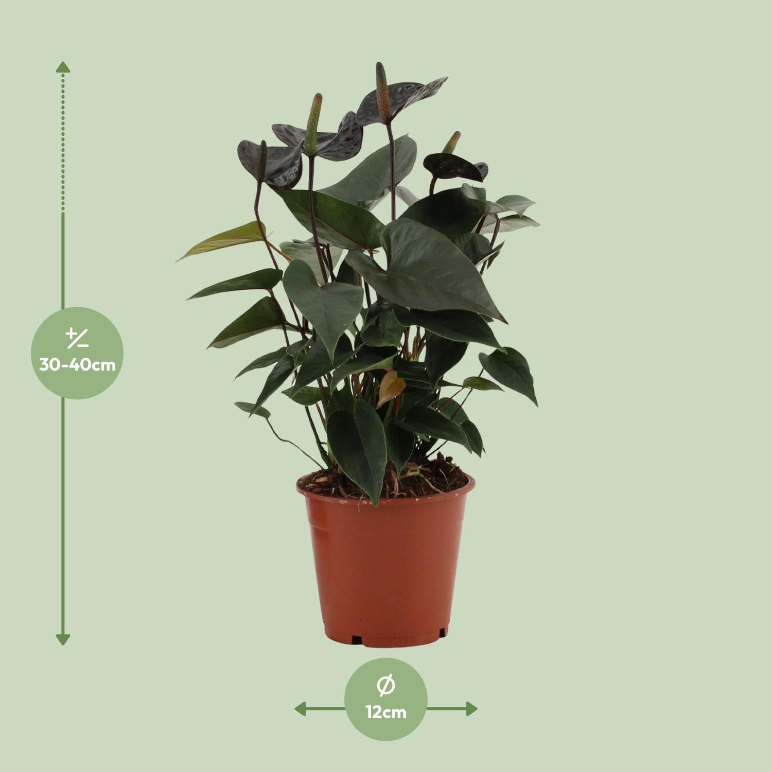 Anthurium Black Love in custodia trasparente - Ø12cm - ↕36cm