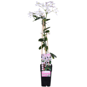 Clematis armandii 'Apple Blossom' – Immergrüne Waldrebe, hellrosa – Ø 15 cm – ↕ 65 cm
