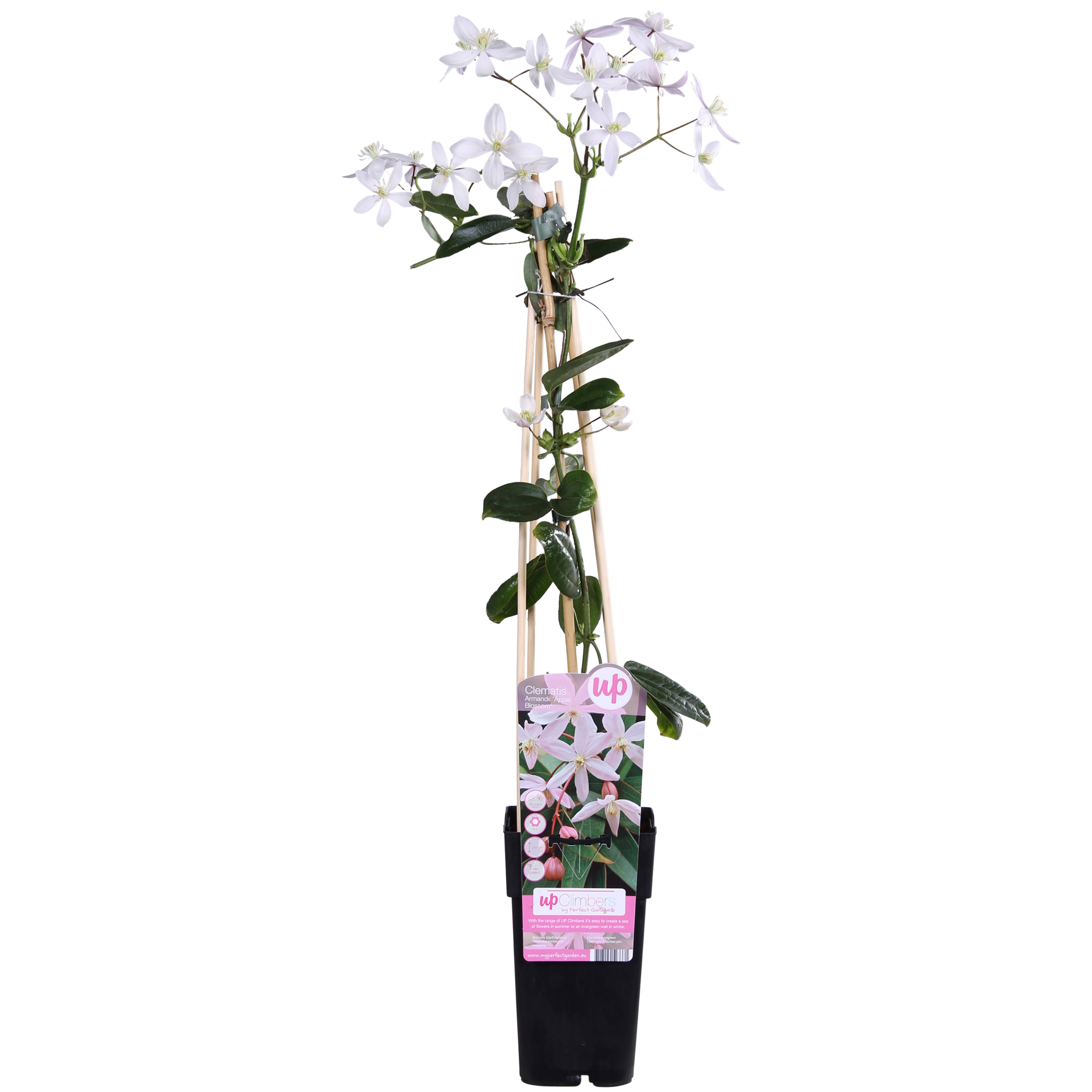 Clematis armandii 'Apple Blossom' – Immergrüne Waldrebe, hellrosa – Ø 15 cm – ↕ 65 cm
