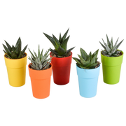 Gasteria/Haworthia mix 5,5cm - 5x - in gekleurde plasticpot