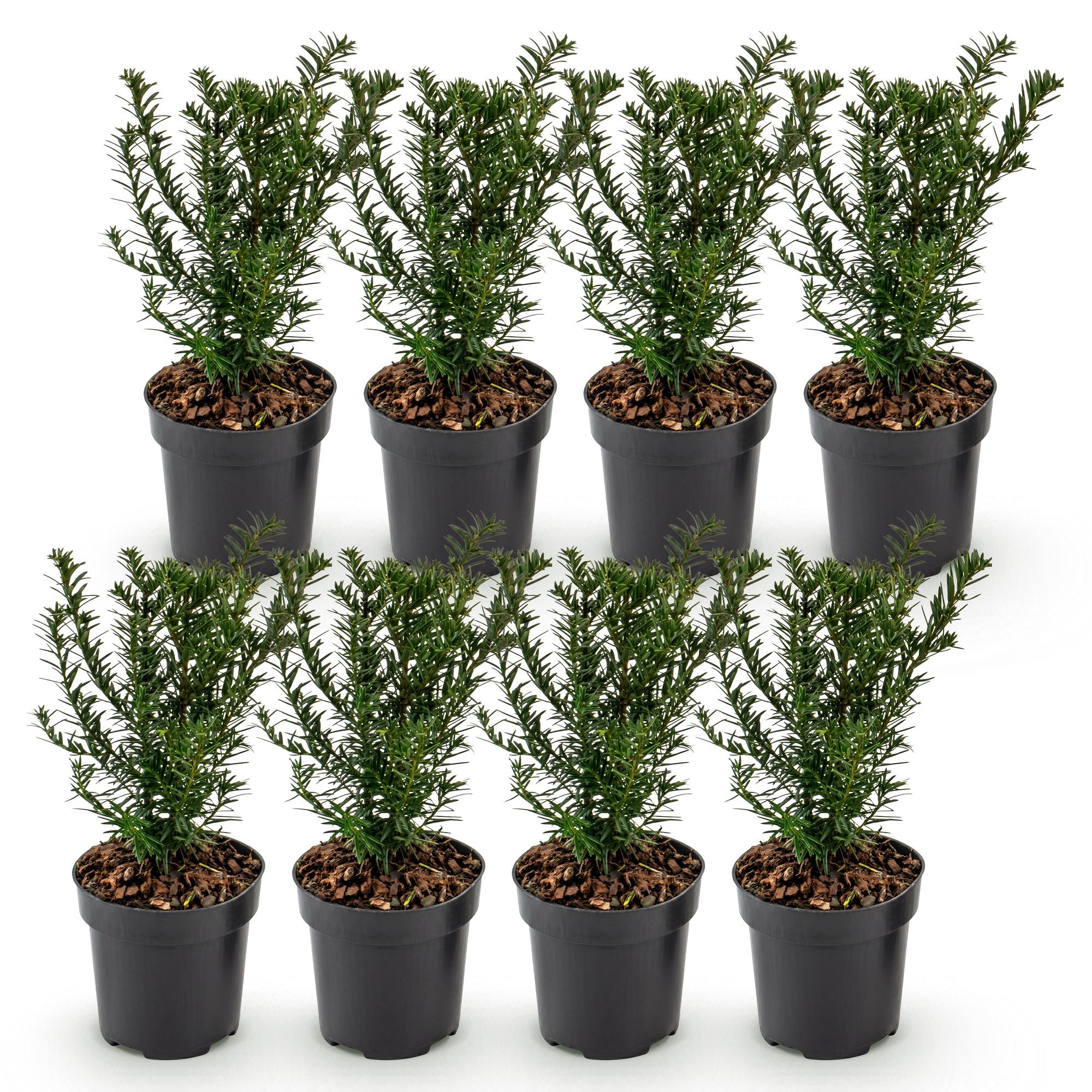 Taxus baccata - Venijnboom 8x  - Haagplanten - Groenblijvend - Groen - Pot 9cm - Hoogte 20-30cm