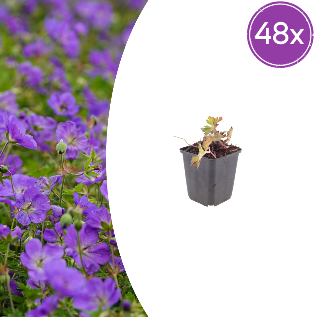 48x Geranium 'Azure Rush' - ↕10-25cm - Ø9cm