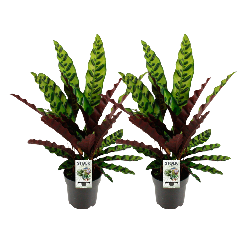 Calathea Lancifolia Insignis - 2 pezzi - Ø14cm - ↕45cm