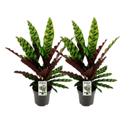 Calathea Lancifolia Insignis - 2 pezzi - Ø14cm - ↕45cm