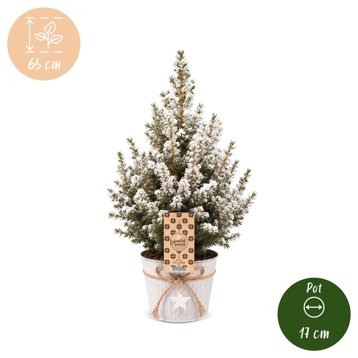 Picea glauca Conica - 4x Kegelspar - Groen - Wit - Kerstboom - incl. zinken pot - Ø17cm - ↕65cm
