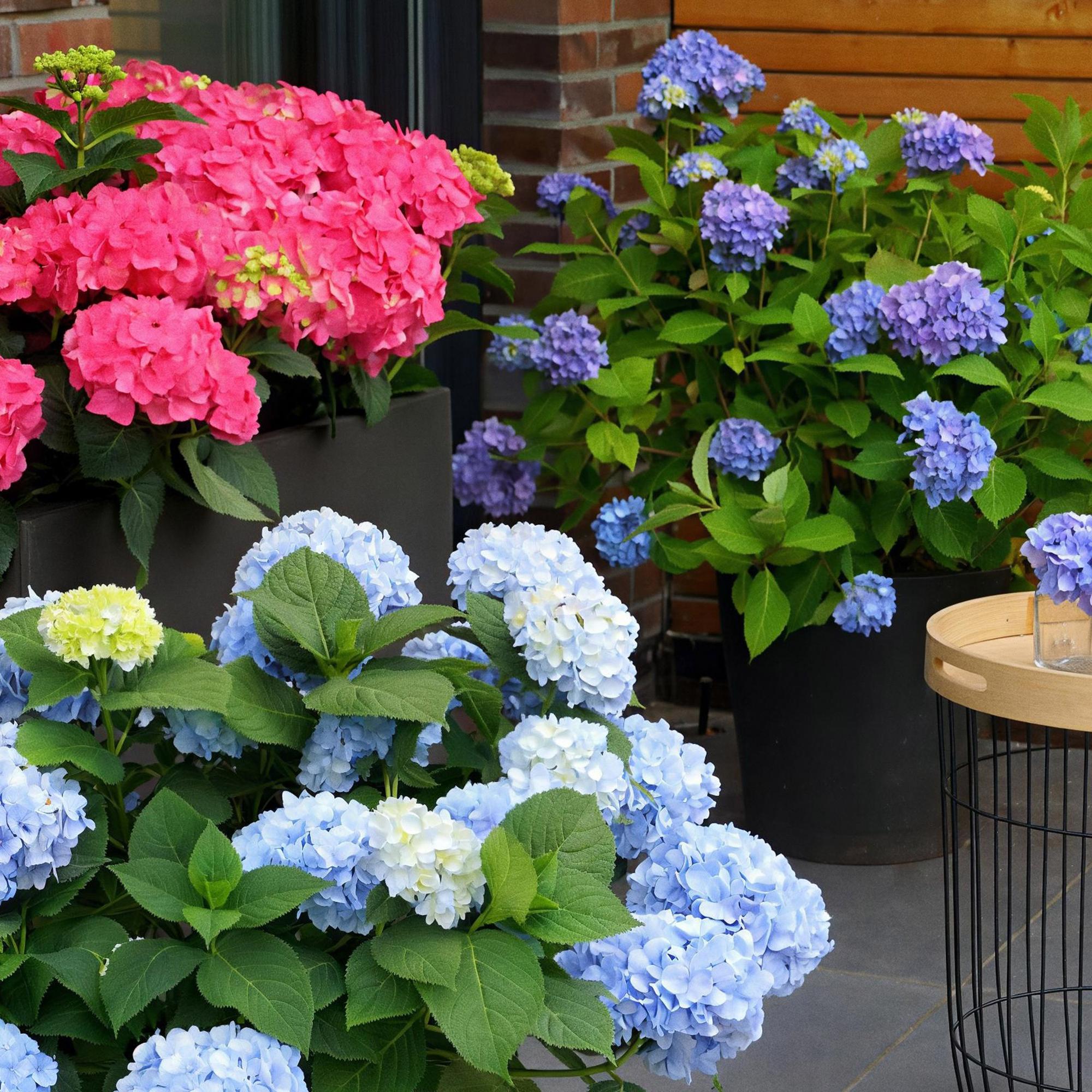Hydrangea Endles Summer The Orginal Blue - Hortensia - Winterhard - Blauw - 1 Plant - Pot 14cm - Hoogte 20-25cm