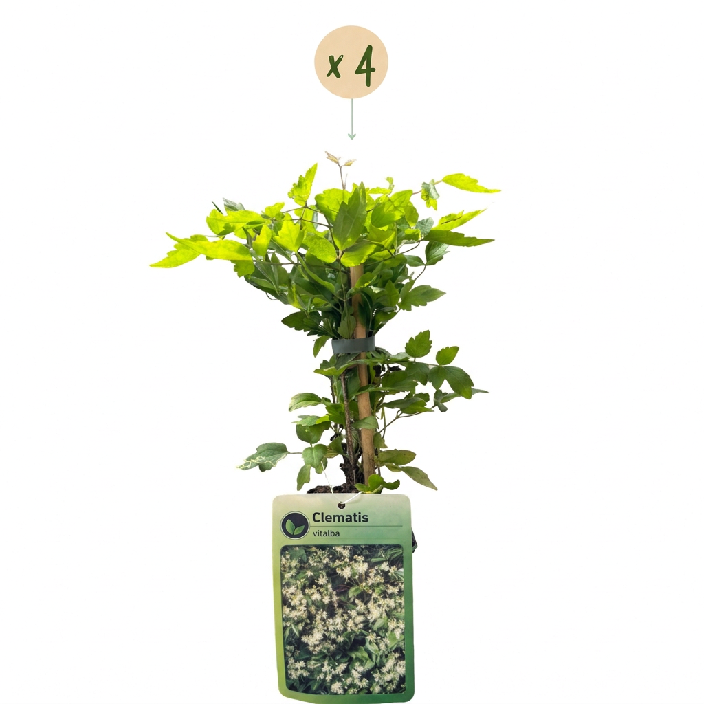 Clematis vitalba - Bosrank 4x - Wit - Klimplant - Ø9cm - ↕35cm