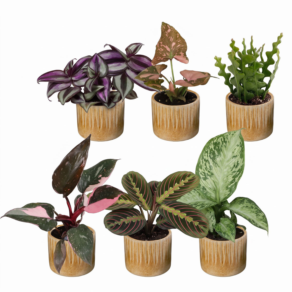 Baby Plants Surprise Box 6x - Verrassingsbox kleine planten - Diversen - Tropisch - incl. Linnea Honey - Ø6cm - ↕5-15cm