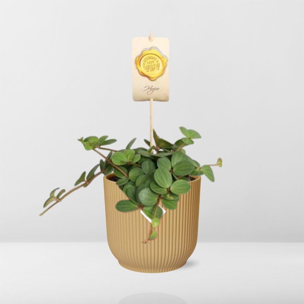 Peperomia 'Hope' in ELHO Vibes Fold 14cm gelb