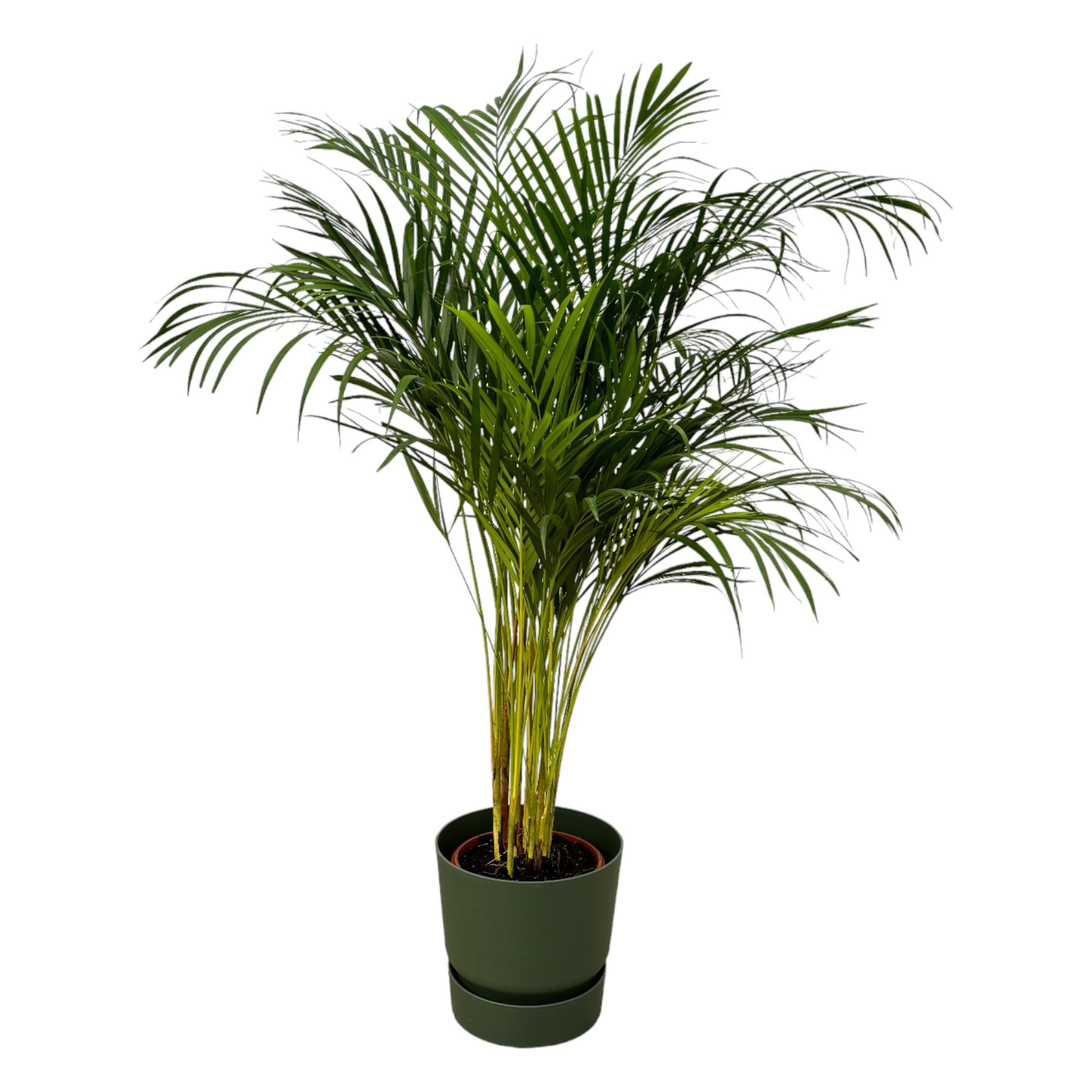 Areca-Palme - ↨130 cm - Ø24 cm inklusive elho Greenville Rundgrün D30xH28
