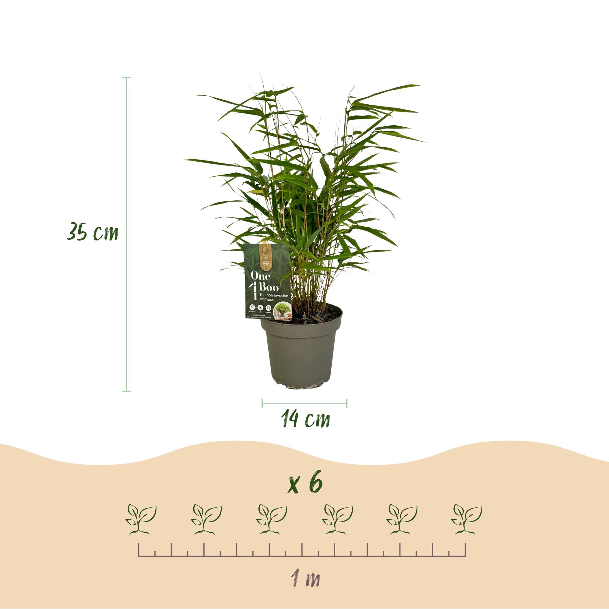 Bamboe - Fargesia Rufa - Bladhoudend - Niet Woekerend - Groen - 12 Planten - Pot 14cm - Hoogte 35cm