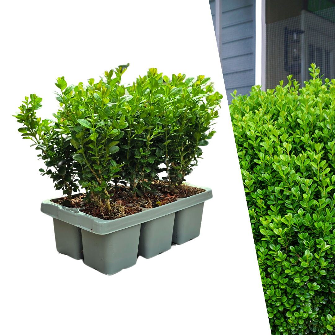 Buxus NewGen Freedom 6-Pack – Winterharde Groenblijvende Struiken 6 x Ø7 cm - ↕15 cm | Compacte Buxus"