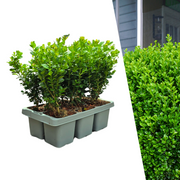 Buxus NewGen Freedom 6-Pack – Winterharde Groenblijvende Struiken 6 x Ø7 cm - ↕15 cm | Compacte Buxus"