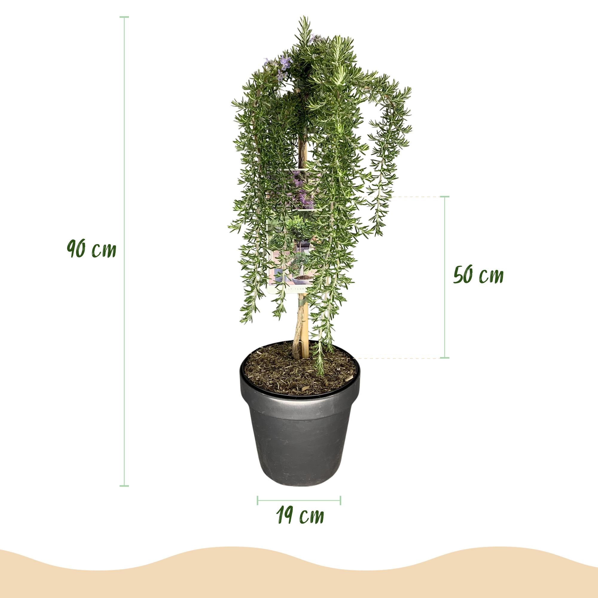 Rosmarinus officinalis Prostratus - Terras Plant - Bladhoudend - Winterhard -Paarse Bloem - Pot 19cm Hoogte 90cm