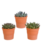 Echeveria mix 10.5 cm - 3x - in terracotta pot