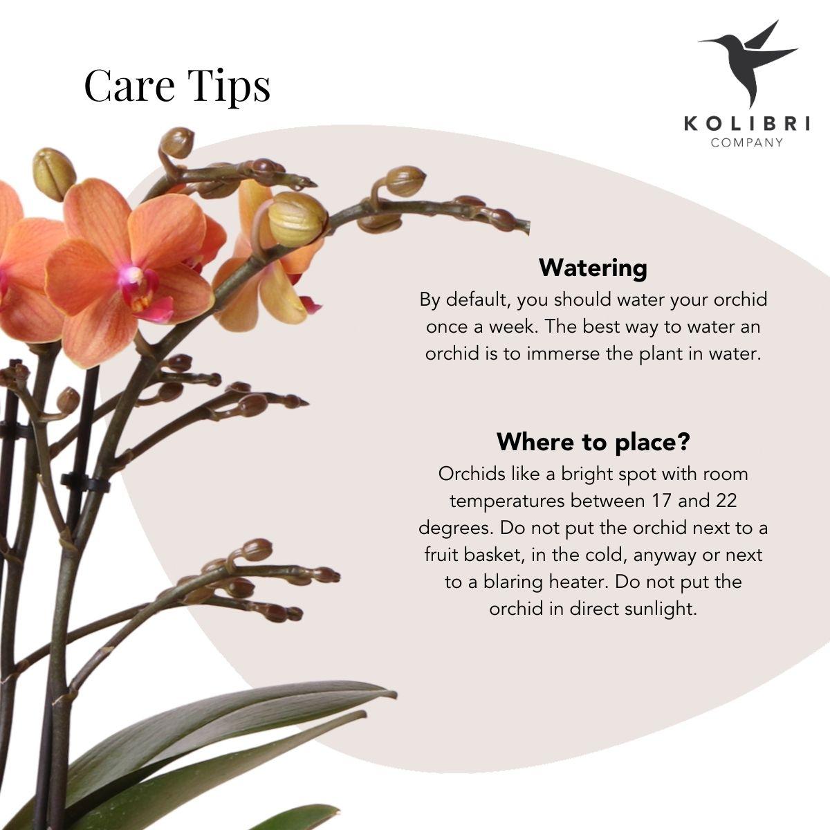 Orchidées Kolibri | Orchidée Phalaenopsis orange - Pot Mineral Bolzano + Jaguar - diamètre du pot : 9 cm | Plante d'intérieur fleurie - Directement du producteur