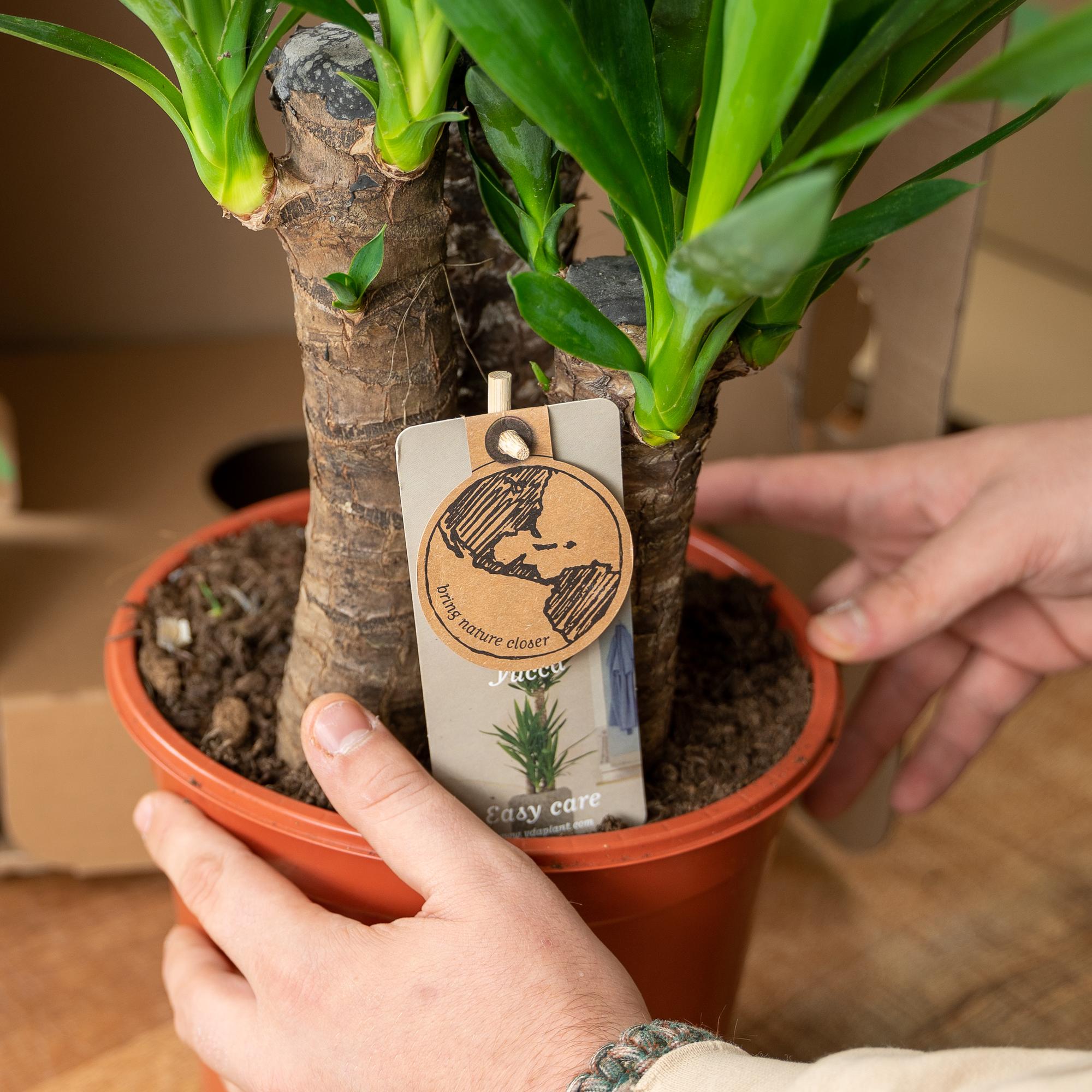 Yucca con vaso - ↨100cm - Ø21cm
