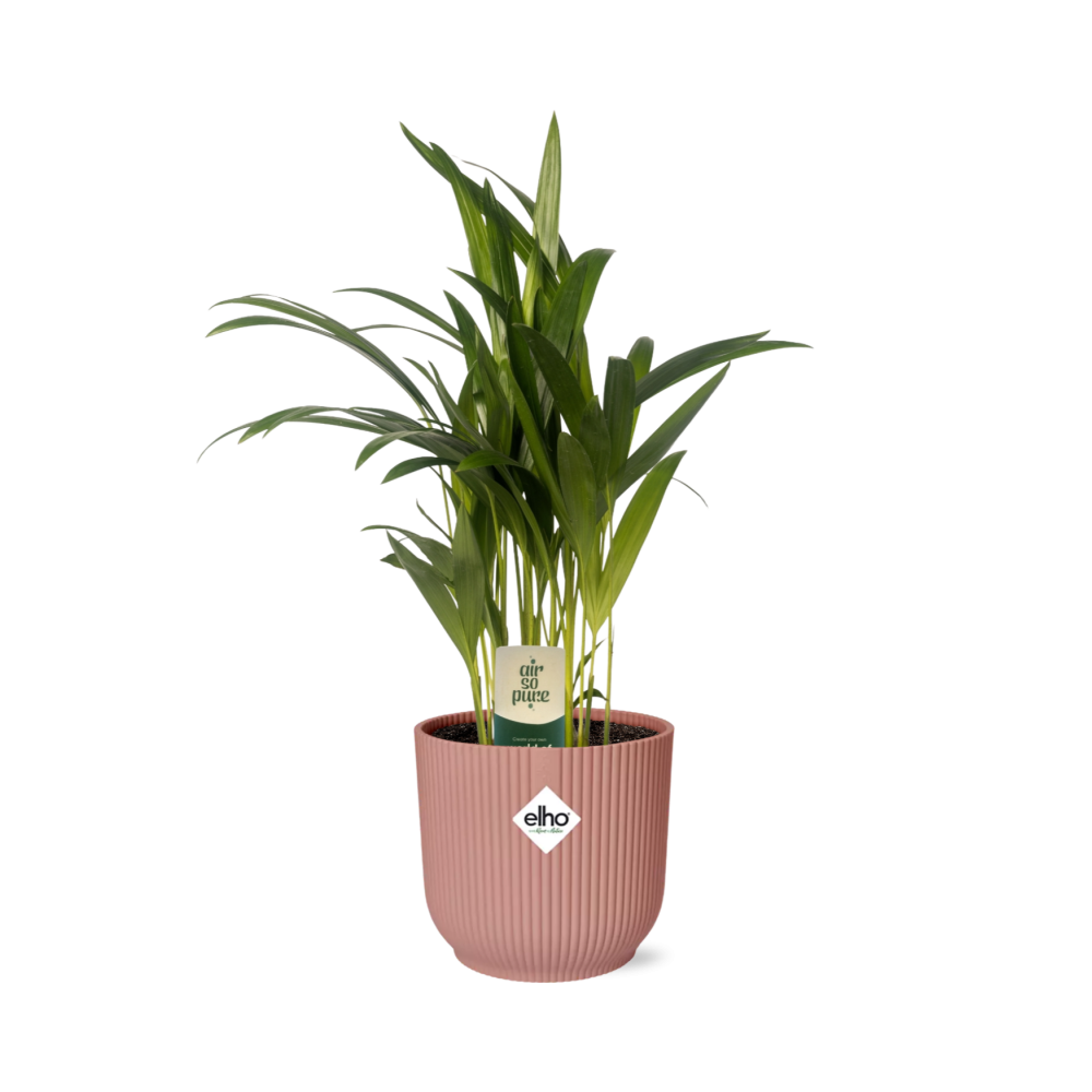 Dypsis lutescens (Areca) 12 cm en ELHO Vibes Fold 14 cm rose