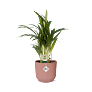 Dypsis lutescens (Areca) 12 cm en ELHO Vibes Fold 14 cm rose