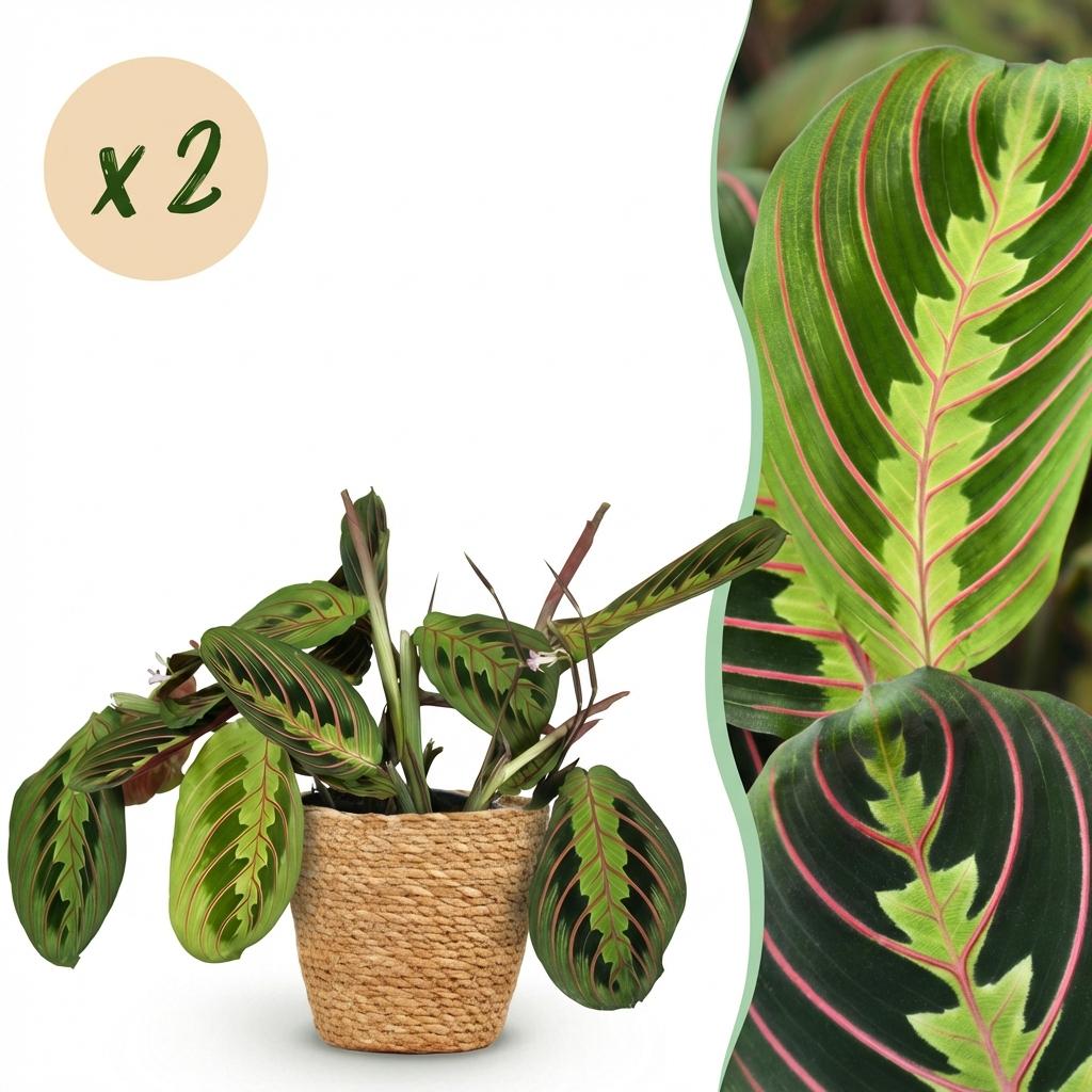 Maranta Fascinator Tricolour - Gebedsplant - Huisdiervriendelijke Plant - Groen - 2 Planten - met Mand - Pot 12cm - Hoogte 25cm