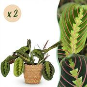 Maranta Fascinator Tricolour - Gebedsplant - Huisdiervriendelijke Plant - Groen - 2 Planten - met Mand - Pot 12cm - Hoogte 25cm