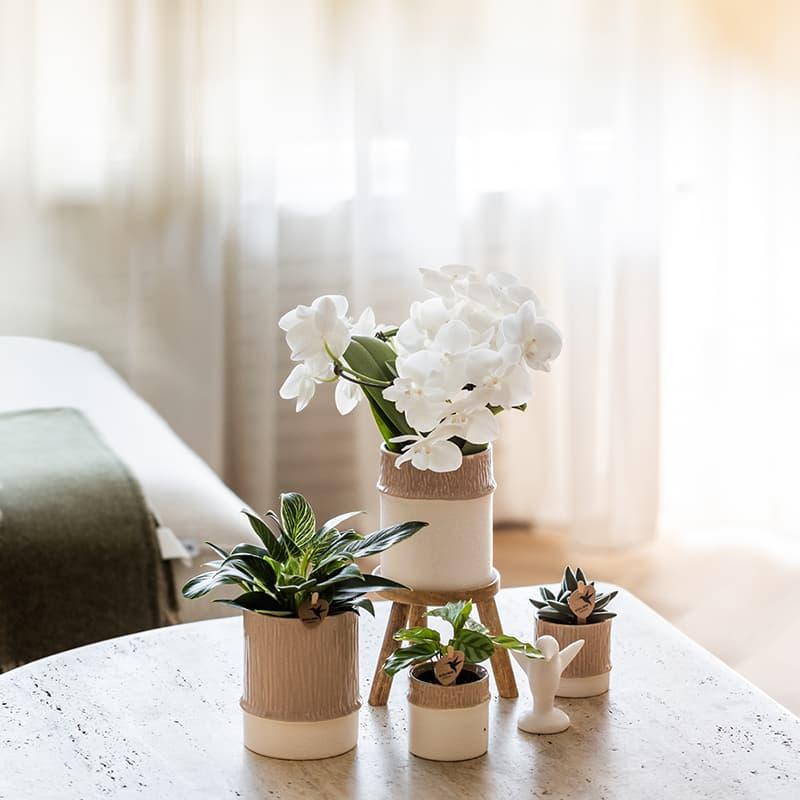 Kolibri Home | Bamboo sierpot - Sand - Ø6cm