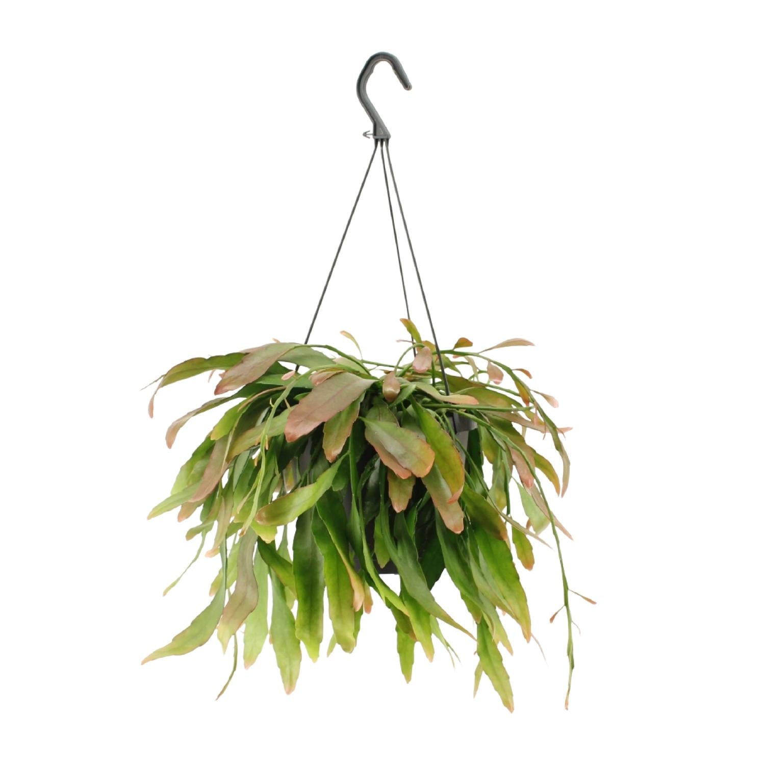 Corail rouge Rhipsalis - Ø17cm - ↕25cm